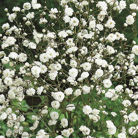 Gipsówka biała – Łyszczec – Kiepenkerl