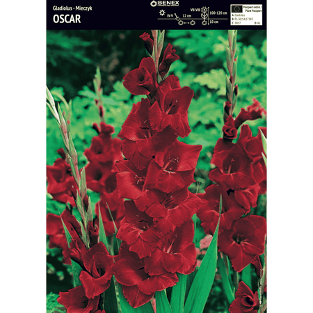 Mieczyk Oscar 5 szt.