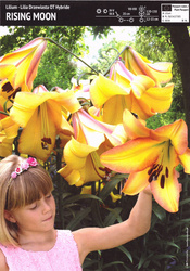 Lilia Drzewiasta Rising Moon - 1 szt.