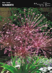 Czosnek Szuberta – 3 szt.