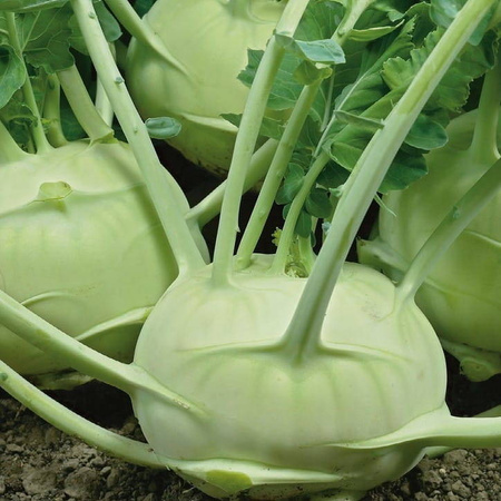 Kalarepa 'Delikateß weißer' – Delikatna – Kiepenkerl