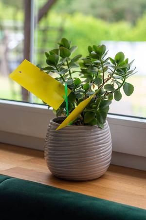 Żółte Tablice Lepowe Na Szkodniki Roślin Domowych – 10 szt. Target