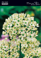 Czosnek 'Nigrum' – 3 szt.