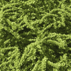 Berberys Thunberga 'Green Carpet' – sadzonka w doniczce C2 – Botana
