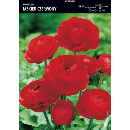 Jaskier czerwony 5 szt.