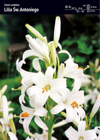 Lilia Św. Antoniego – Lilium 'Candidum' – 2 szt.