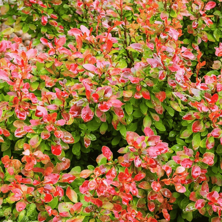 Berberys Thunberga 'Florence' – Sadzonka 15-25cm