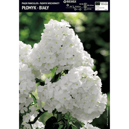 Płomyk wiechowaty biały 1 szt.