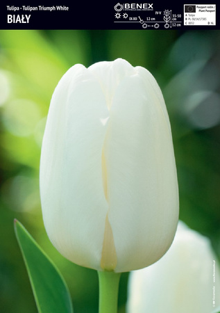 Tulipan White 5 szt.
