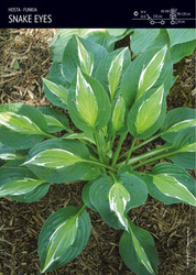 Funkia Hosta 'Snake Eyes' – 1 szt.