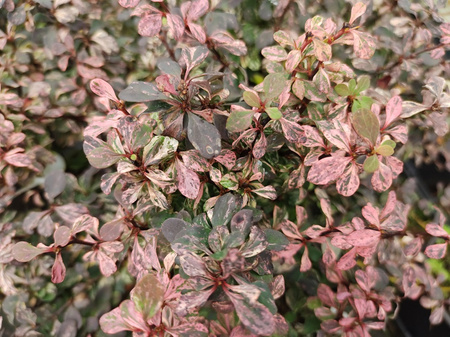Berberys Thunberga 'Inspiration' – sadzonka w doniczce C2 – Botana