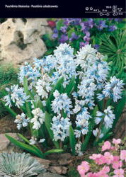 Puszkinia Cebulicowata – 20 szt.