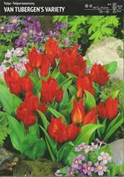 Tulipan Botaniczny 'Van Tubergen's' – 30 szt.