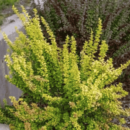 Berberys Thunberga 'Maria' PBR – Sadzonka 30 cm