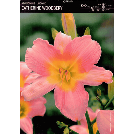 Liliowiec Catherine Woodberry 1 szt.