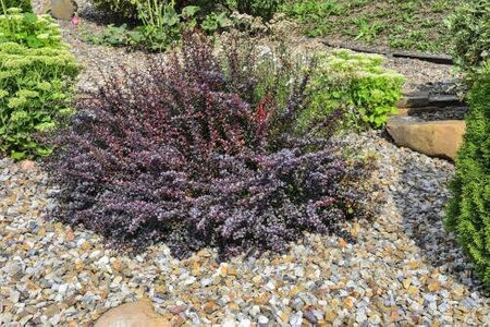 Berberys Thunberga 'Atropurpurea Nana' – sadzonka w doniczce C2 – Botana