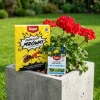 Ants Control – Granulat Na Mrówki – 1 kg Target + Chwastox Nowy Trio  390 SL–  100 ml Target (ZESTAW)