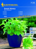 Stewia 'Sweet Honey' – Nasiona – Kiepenkerl