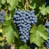 Winorośl Agat Doński (Vitis Agat Doński) – sadzonka w doniczce C2 – Botana
