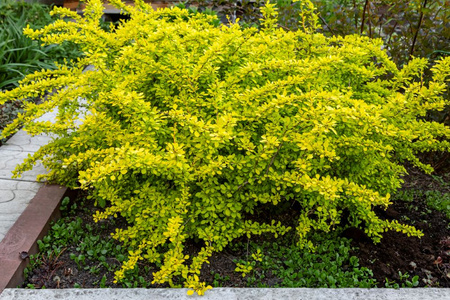 Berberys Thumberga Tiny Gold – sadzonka w doniczce C1,5 – Botana