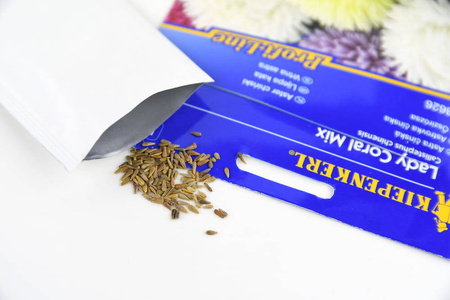 Aster Chiński 'Lady Coral' – Mix Nasion – Kiepenkerl