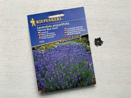Lawenda 'Hidcote Blue Strain' – Nasiona – Kiepenkerl