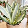 Sansewieria (Sansevieria trifasciata Green Ghost) – sadzonka