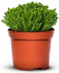 Hebe Green Globe Zimozielone -  20 szt. pakiet