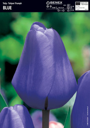 Tulipan Triumph Blue 5 szt. 12/+