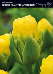 Tulipan Pełny 'Double Beauty of Apeldoorn' – 20 szt.