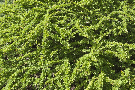 Berberys Thunberga 'Kobold' – sadzonka w doniczce C2 – Botana