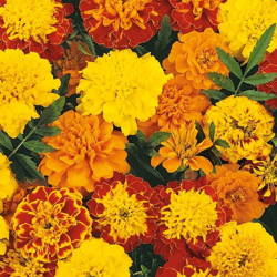 Aksamitka 'Bonita' – Mix Nasion – Kiepenkerl