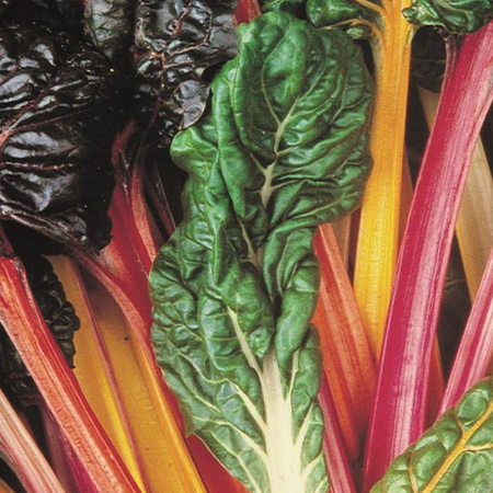 Burak liściowy 'Bright Lights' – Boćwina – Kiepenkerl