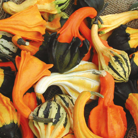 Dynia Ozdobna 'Autumn Wings' – Kiepenkerl