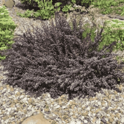 Berberys Thunberga 'Atropurpurea Nana' – Sadzonka 20 cm