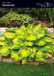 Funkia Hosta 'Banana Bay' – 1 szt.