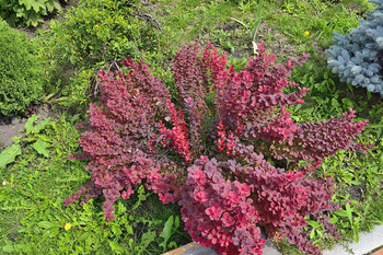 Berberys Thunberga 'Admiration' PBR – Sadzonka 20 cm