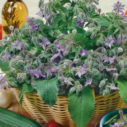 Ogórecznik Lekarski – Jednoroczny – Kiepenkerl