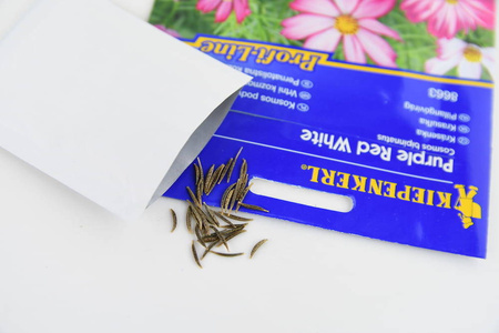 Kosmos Podwójnie Pierzasty 'Purple Red White' – Nasiona Kiepenkerl