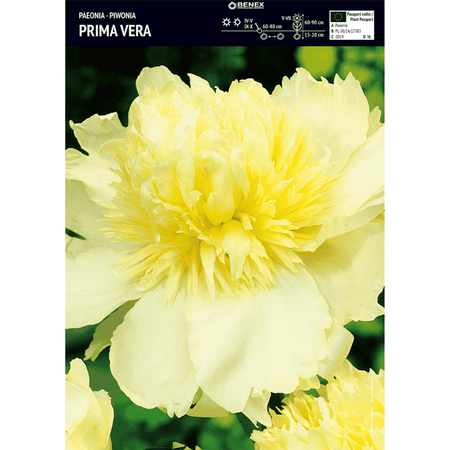 Piwonia Prima Vera 1 szt.