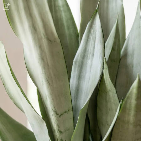 Sansewieria Moonshine (Sansevieria trifasciata) – sadzonka rozmiar S