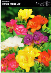 Frezja Pełna – Mix – 5 szt.