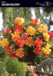 Begonia Zwisająca 'Golden Balcony' – Pełna Pachnąca – 1 szt.