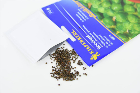 Brukselka 'Roodnerf' – Nasiona Kiepenkerl