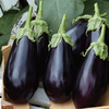 Bakłażan Oberżyna 'Falcon' F1 – Nasiona Kiepenkerl