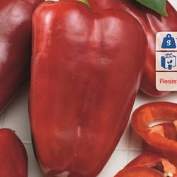 Papryka 'Bendigo' – Odporna – Kiepenkerl