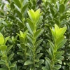 Trzmielina Japońska Green Spire (Euonymus Japonica Green Spire) – sadzonka w doniczce P12 – Botana