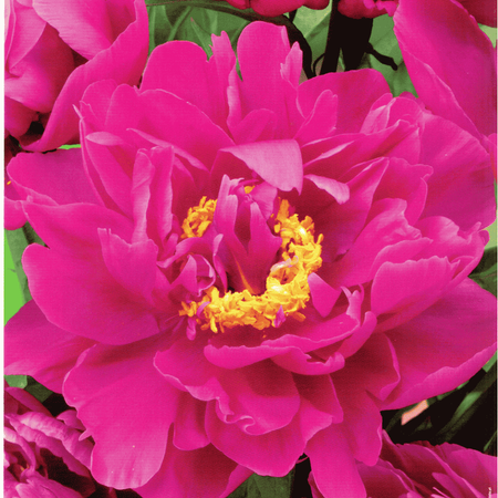 Piwonia Karl Rosenfield 1 szt.