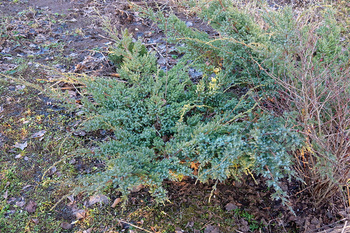 Jałowiec Płożący 'Andorra Compact' – Sadzonka 20-30 cm