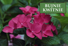 Hortensja Bukietowa 'Wim's Red' – sadzonka w doniczce C2 – Botana